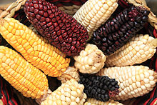 Kukuřice tvoří nejdůležitější součást mayské stravy.