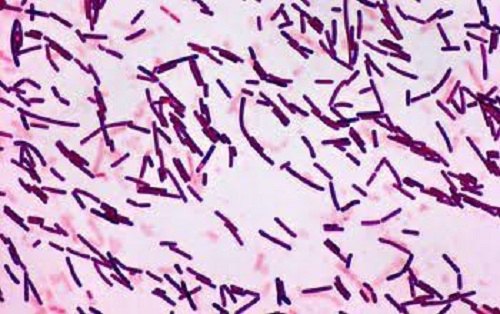 Bacillus subtilis patří mezi bakterie, které na těžký nedostatek výživných látek odpovídají tvorbou endospóry - morfologicky odlišného typu buňky.