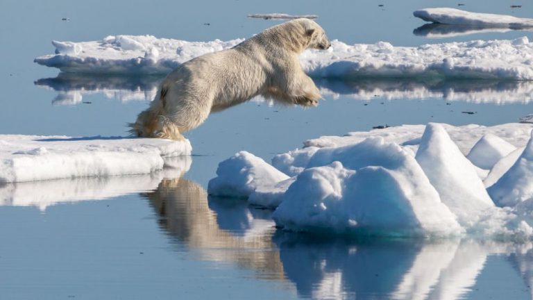 Stále častěji dochází k migraci ledních medvědů z jejich lovišť v důsledku tajícího ledu.
