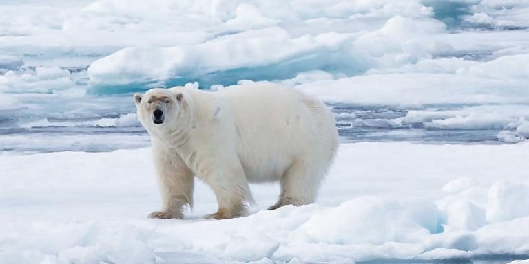 Lední medvěd je dokonce veden na červeném seznamu IUCN jako zranitelný druh, a to od roku 2015.