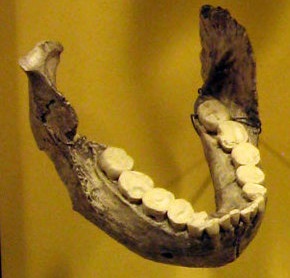 Zuby našich předků australopithéků byly mnohem silnější, než si myslíme.