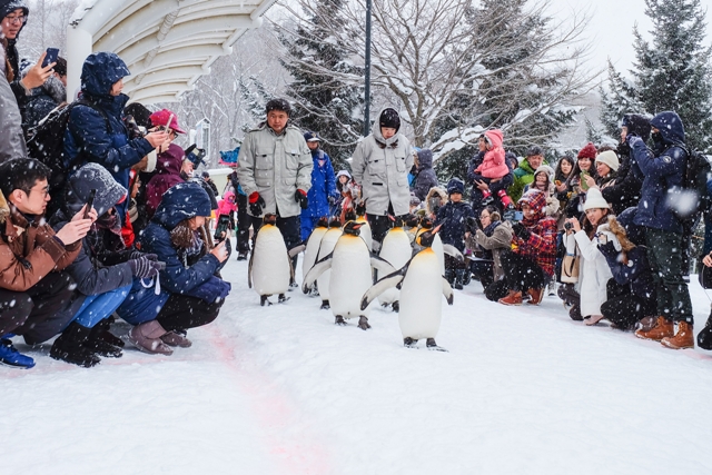Největší atrakcí jsou ale zimní pochody tučňáků. Při nich ujdou tučňáci patagonští trasu zhruba 500 metrů ke krmítku. Zabere jim to asi 40 minut. Jdou volně, přičemž nejsou nijak odděleni od lidí, kteří jim fandí po obou stranách cesty.