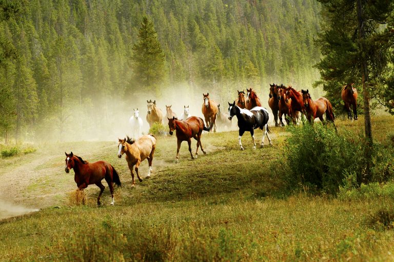 Koně slyší zvuky hlavně o vysoké frekvenci.
