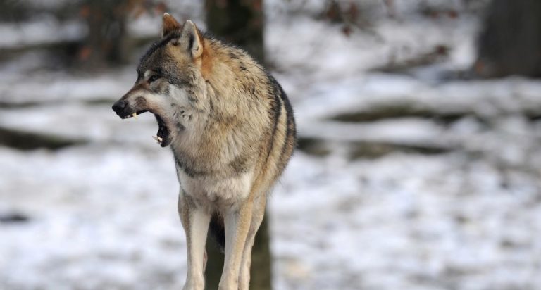 Jde především o to, že vlci loví hospodářská zvířata, což se jejich majitelům vůbec nelíbí.