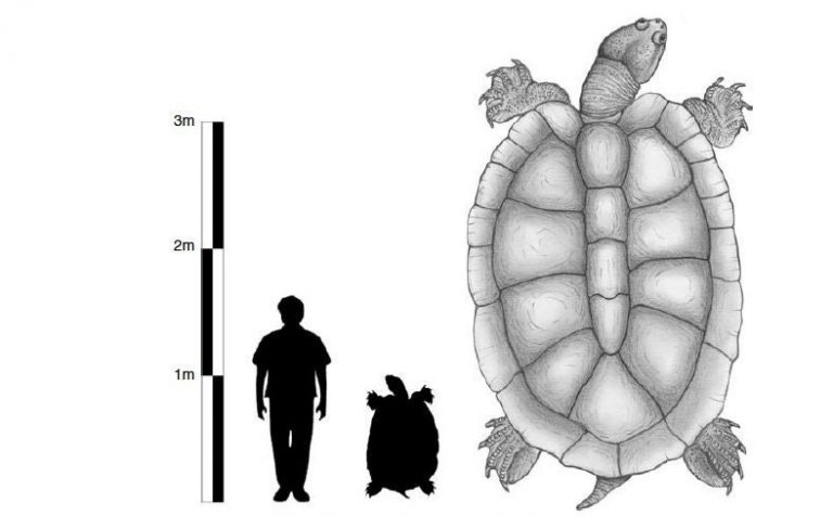 Stupendemys geographicus byly obrovské a těžké želvy. Pokud započítáme hlavu, krk, krunýř a končetiny, největší zástupci tohoto druhu se co do velikosti a délky vyrovnali sedanu.