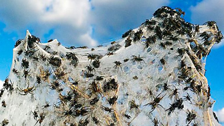Pavouci se rádi vydávají na cesty vzduchem za pomoci vláken, která produkují.