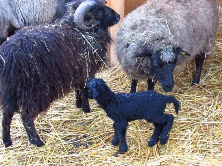 V loňském roce to byly hned čtyři přírůstky – dvě ovečky a dva beránci.