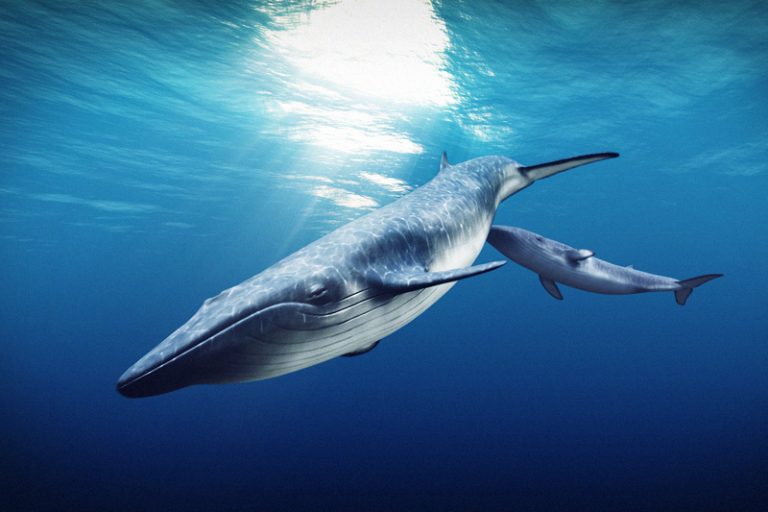 Tělo plejtváka má dokonale štíhlý proudnicový tvar, díky němuž může velryba vyvinout rychlost až 18 uzlů.