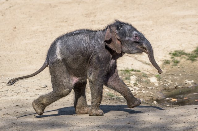 Otcem „malé“ slonice je samec Ankhor.