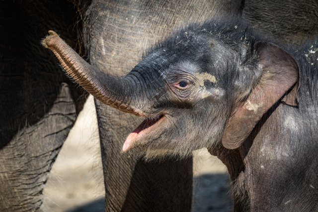 Historicky první slůně, které se v pražské zoo narodilo a také tam bylo počato, přišlo na svět 5. dubna 2016 a dostalo jméno Maxmilián.