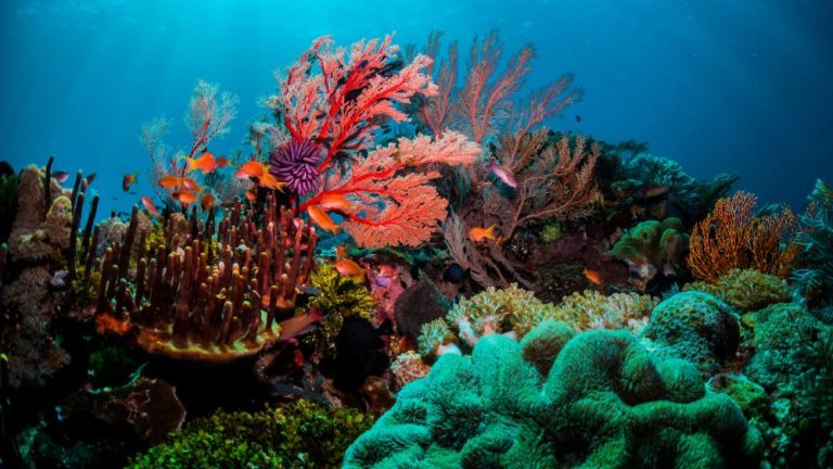 Jedná se o bohatý a složitý ekosystém, jenž se skládá z několika útesů, přičemž některé dokonce vystupují na hladinu.