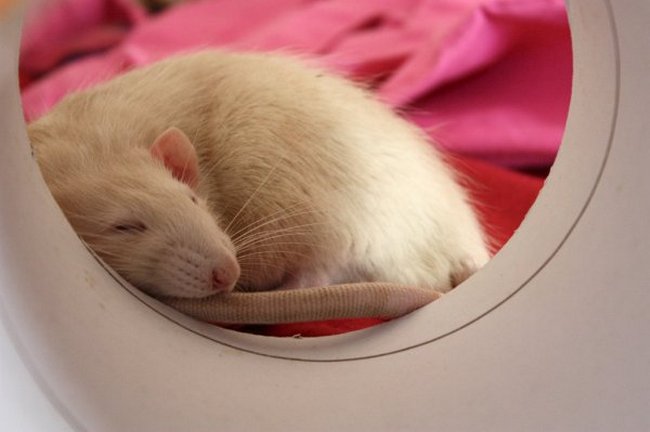 Potkani, krysy i další hlodavci mají sny. Tak proč by je neměli mít psi?