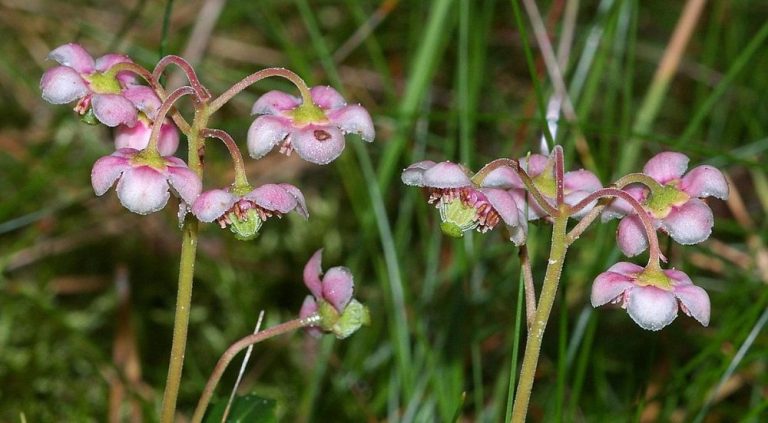 Zimozelen okoličnatý je nízký, stále zelený, narůžověle kvetoucí keř rostoucí nejčastěji ve světlých lesích. Je jediný druh rodu zimozelen, který roste v přírodě České republiky.