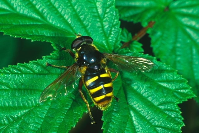 Pestřenky se  snadno zamění s vosami nebo včelami.