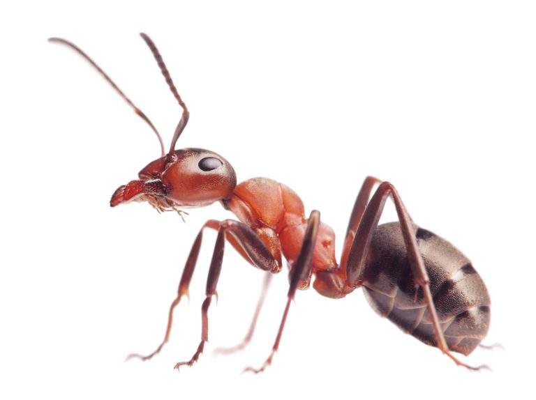 Složení mravenčího jedu se podobá jedu vosy, takže v případě alergie na vosí bodnutí je vhodné dávat pozor i na bodnutí mravence.