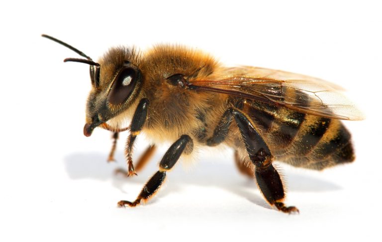 Včela má nejen silnější jed než sršeň, navíc má dokonce 5 až 50x více jedu.