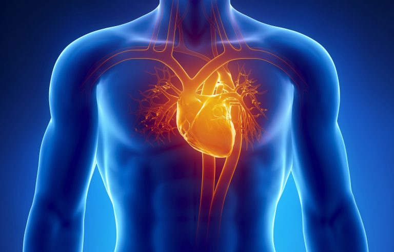 Srdce při větší námaze více pumpuje a zvyšuje se krevní tlak.
