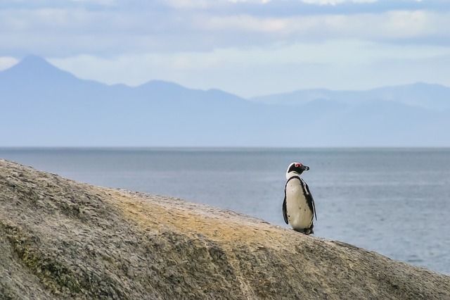 Osamělá hlídka: tučňák brýlový na útesu