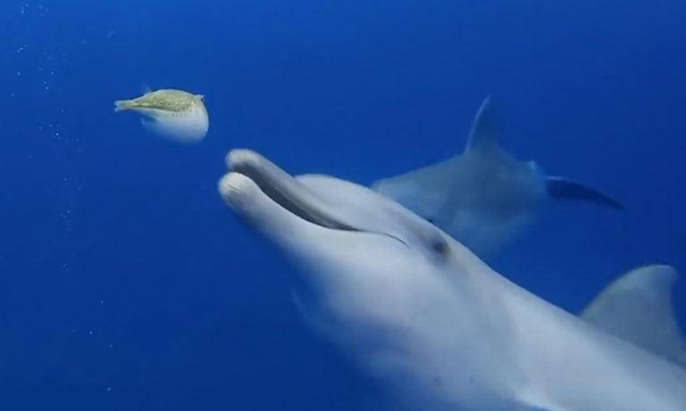 Čtverzubci v sobě mají tetradotoxin, který má na delfíny narkotické účinky.