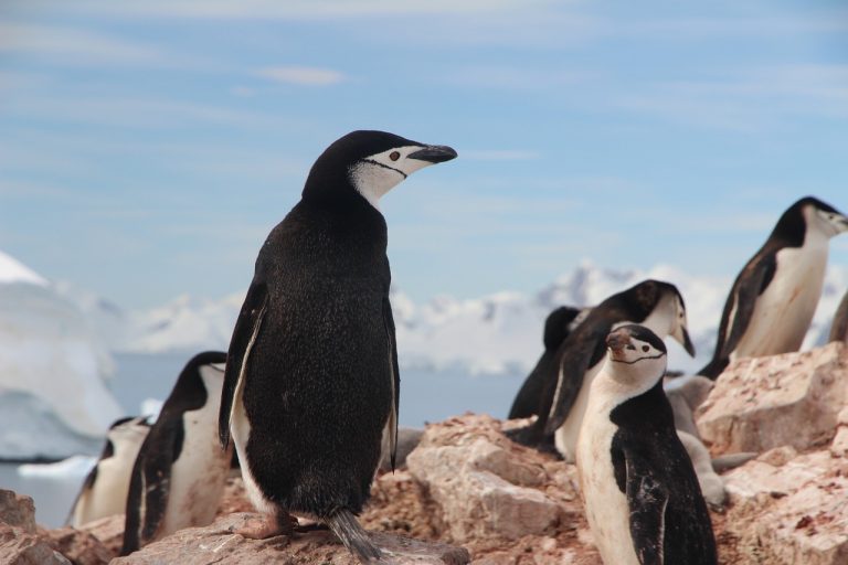 Charakteristická kresba pod bradou dala název tučňákům uzdičkovým.