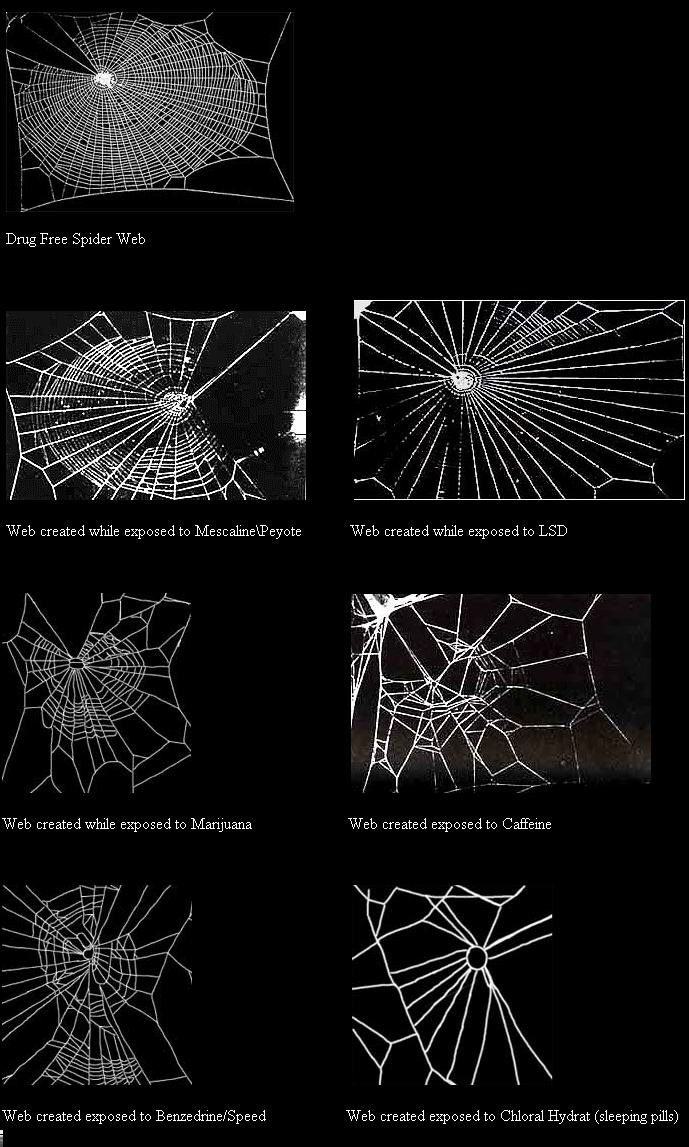 Pavouci pod vlivem vytvářeli zcela jinou síť pavučin.