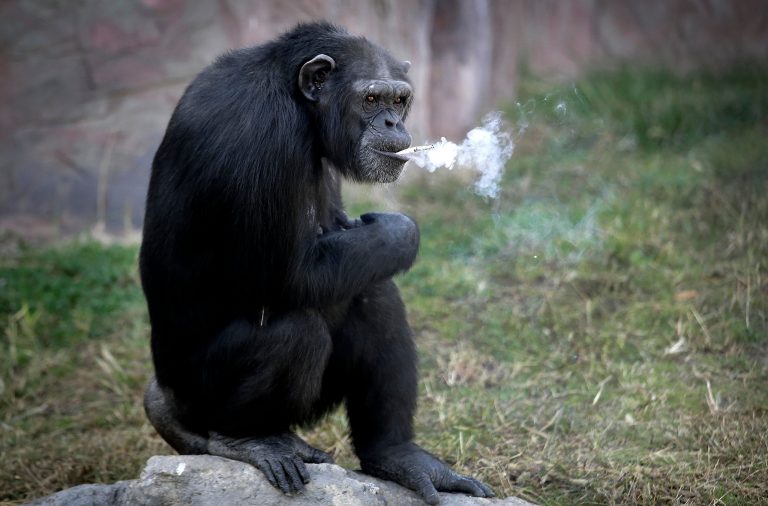 Opičí kuřáci jsou hlavně v zoologických zahradách.