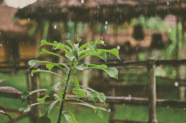 Na vůni ovzduší po dešti se podílejí i rostliny.