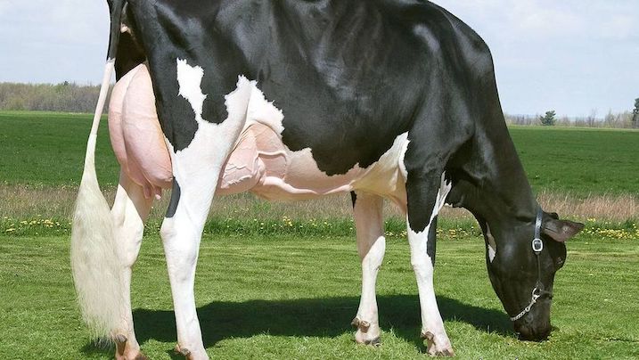 Genetický materiál Missy chovatelé využijí ke zkvalitnění chovu holštýnských krav.