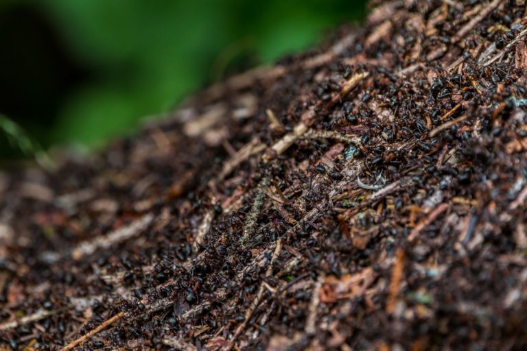Pro brabenáře se stává mraveniště rájem.