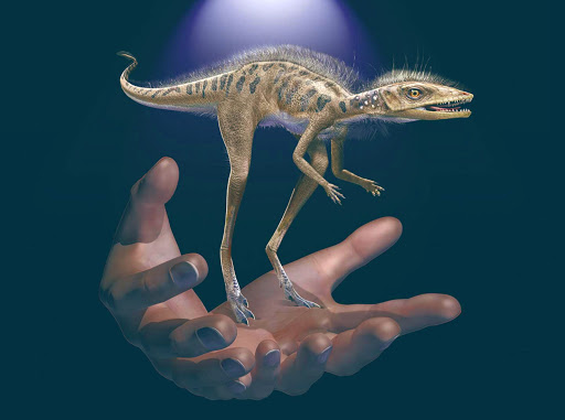 Gigantičtí dinosauři měli miniaturního předka, byl objeven na Madagaskaru.