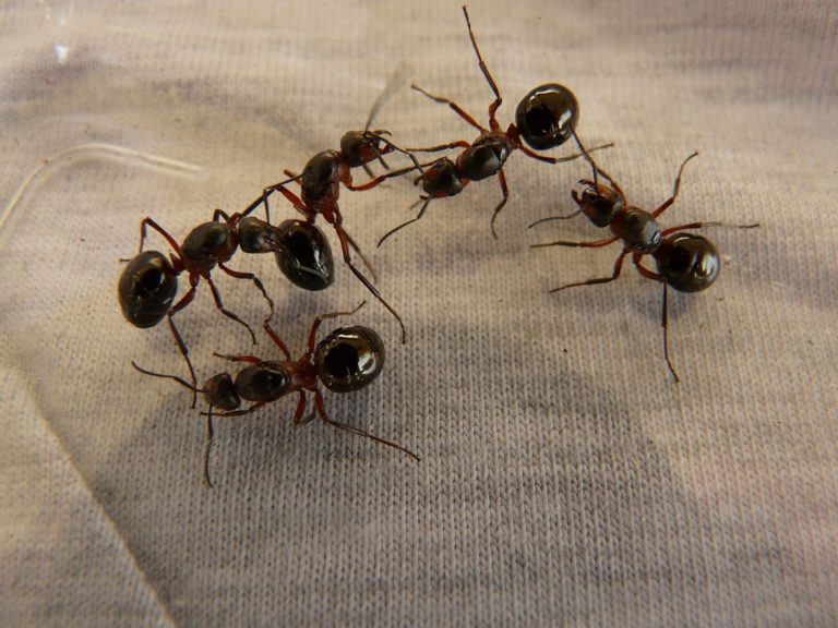 Kyselina z mravenců sice rozežírá ruce, ale jinak se brabenářstvím dá docel slušně uživit.