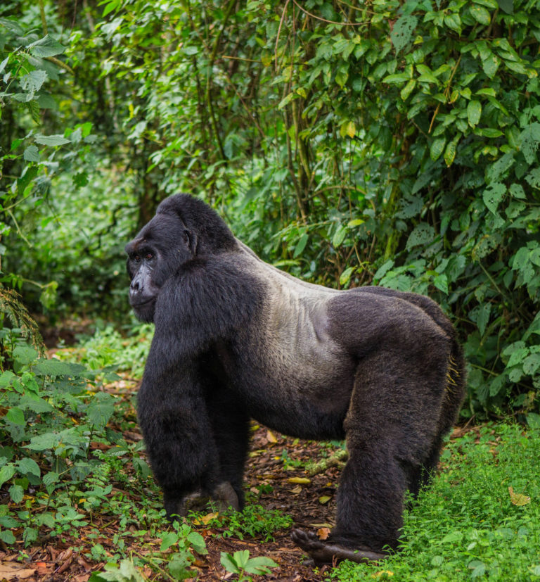 Gorily mají z 98 % identickou DNA s člověkem.