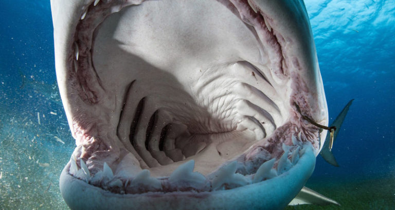 Vědci se zaměřili na žraloky bílé (Carcharodon carcharias) žijící u východního australského pobřeží.