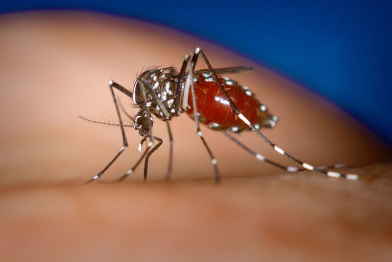 Komár tygrovaný pochází z Asie.