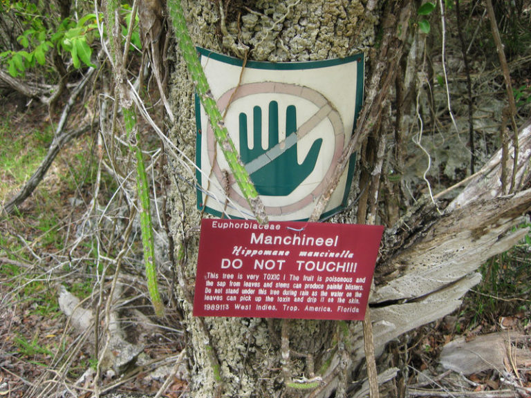 Mancinella obecná bývá takovými tabulemi označována v místě svého přirozeného výskytu.