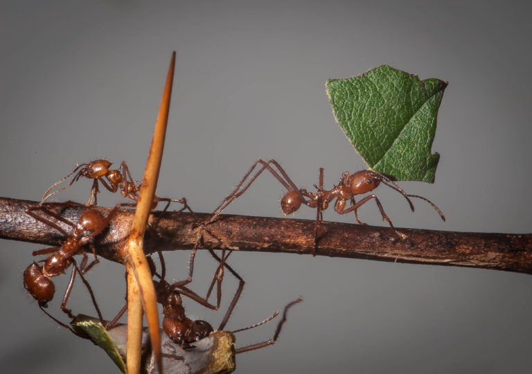 Když královna zakládá novou kolonii, část této houby si přináší do nového mraveniště.