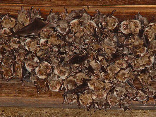 Mezinárodní noc pro netopýry se koná pod záštitou Dohody o ochraně populací evropských netopýrů (EUROBATS).