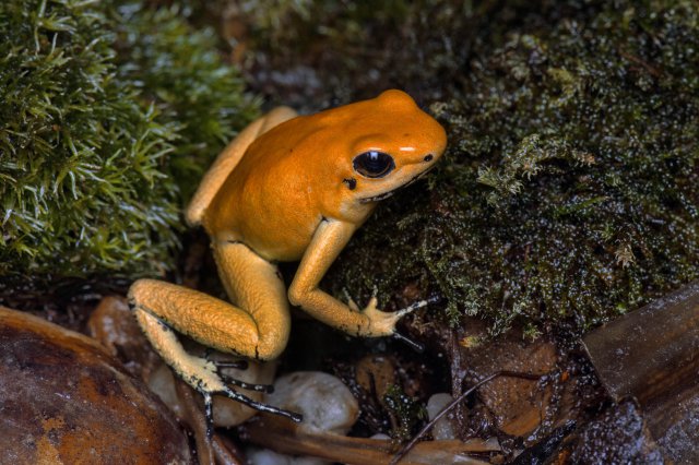 K vidění je i nejjedovatější žába světa – pralesnička strašná.