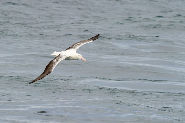 Albatrosi patří mezi monogamní páry.
