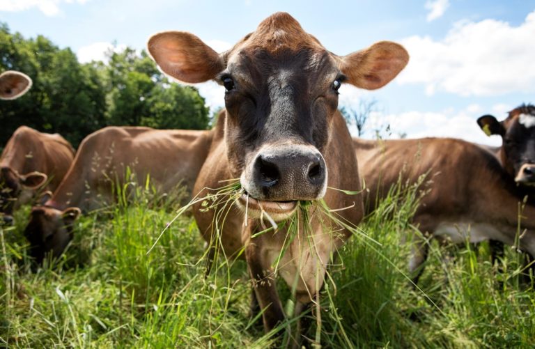 Krávy umějí trávu dokonale rozžvýkat a díky tomu si z ní vezmou živiny.