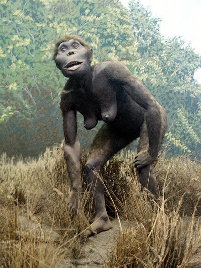 Australopithecus bahrelghazali nejspíš trávou nepohrdl.