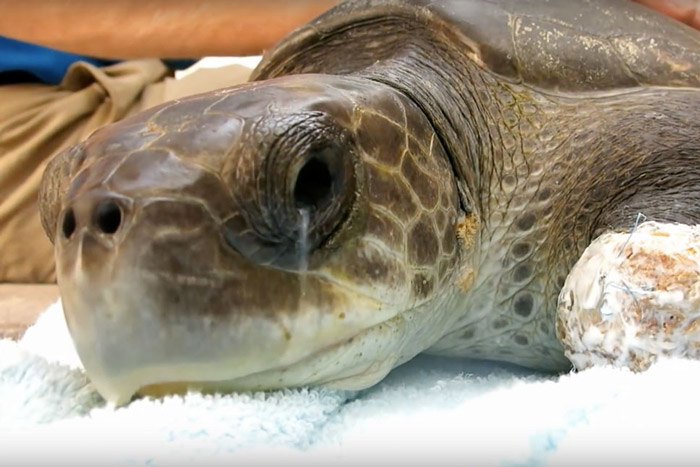 Proč mořské želvy tolik pláčou? Pomocí slz z těla vylučují nadměrné množství soli.