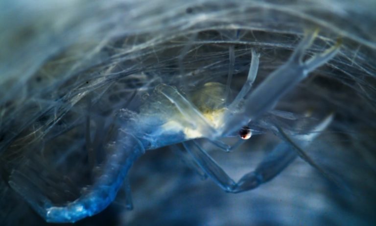 Krevety se schovávají do hlubokomořských hub.