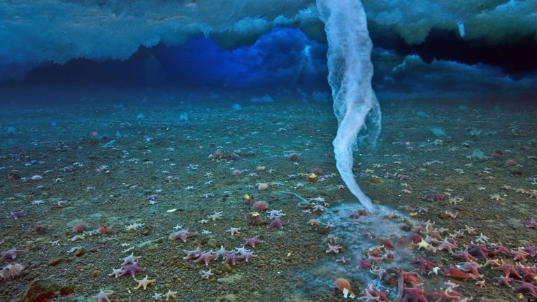 O existenci mořských rampouchů se ví od roku 1960. Vědci se domnívají, že život na Zemi může pocházet právě z těchto rampouchů v polárních mořích.