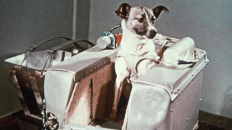Lajka se stala nejslavnějším psem ve vesmíru.