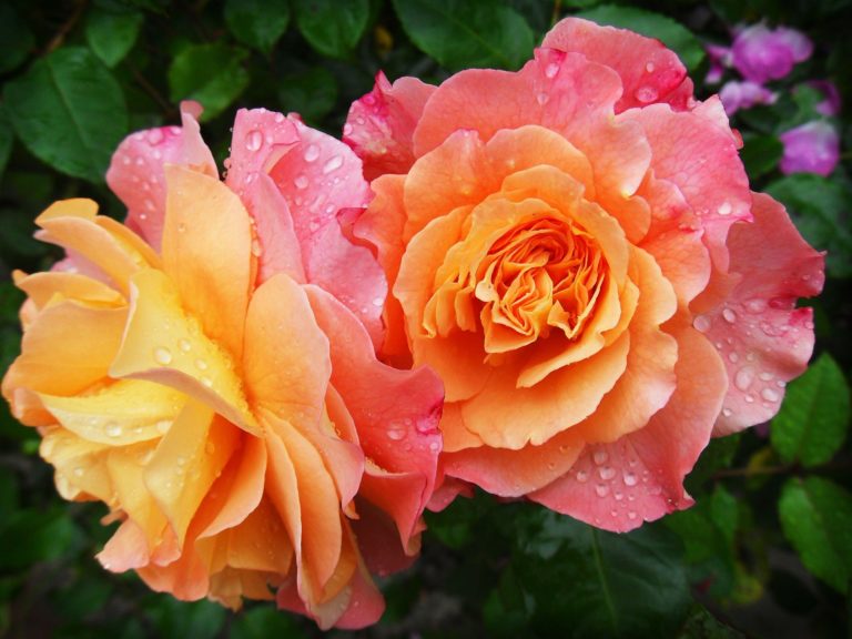 Růže svojí krásou vzbuzují nadšení. A čeští zahradníci jejich pěstování ovládají na výbornou.