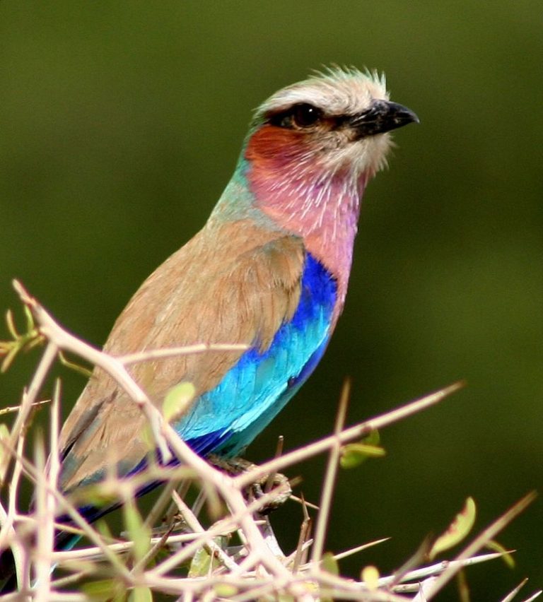 Mandelík je neoficiálně považován za národního ptáka Keni. Samičky jsou zbarvené stejně pestře jako samci.