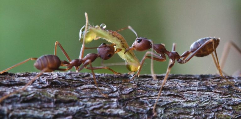 Mravenci krejčíci rodu Oecophylla, jedni z běžných obyvatel tropických stromů, při lovu housenky. Nížinný les, Papua Nová Guinea