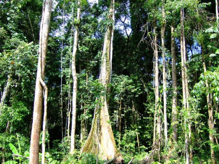 Zkoumaný nížinný les poblíž vesnice Wanang, Papua Nová Guinea.
