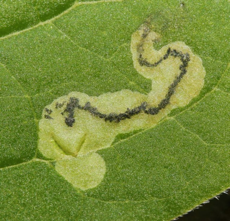 Larva minující uvnitř listu v nížinném lese mírného pásu.